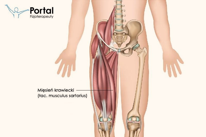 Ból mięśnia smukłego – leczenie, objawy i profilaktyka